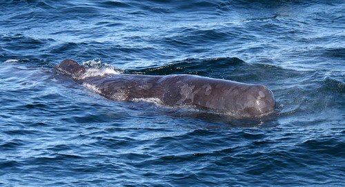 SPW PGHEvans 6031 image spw_pghevans_6031-jpg