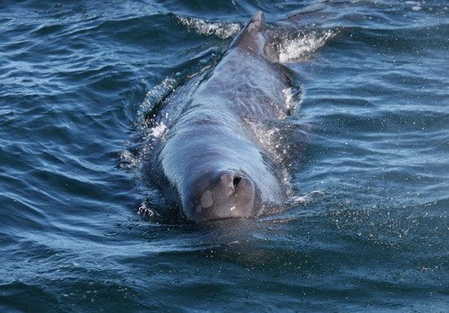 SPW PGHEvans 6048 image spw_pghevans_6048-jpg