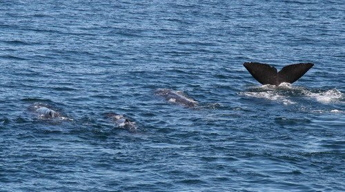 SPW PGHEvans 6193 image spw_pghevans_6193-jpg