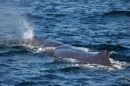 SPW PGHEvans 6216 image spw_pghevans_6216-jpg