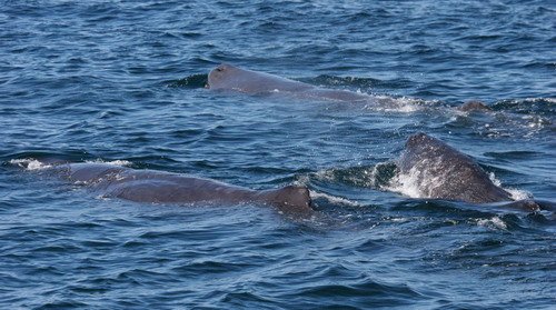 SPW PGHEvans 6220 image spw_pghevans_6220-jpg