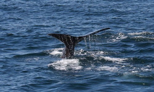 SPW PGHEvans 6223 image spw_pghevans_6223-jpg