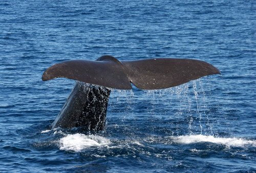 SPW PGHEvans 7777a image spw_pghevans_7777a-jpg