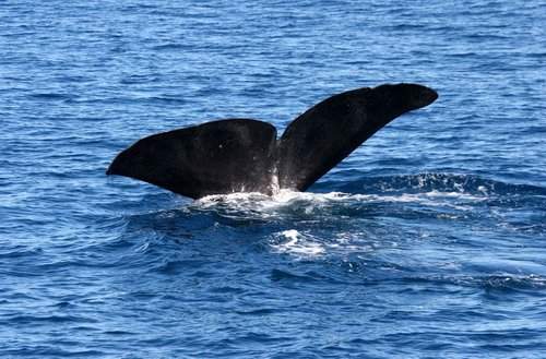 SPW PGHEvans 7788 image spw_pghevans_7788-jpg