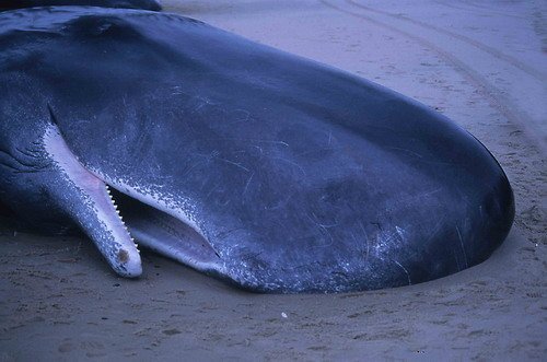 SPW RWBAIRD1 image spw_rwbaird1-jpg