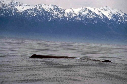 SPW RWBAIRD2 image spw_rwbaird2-jpg