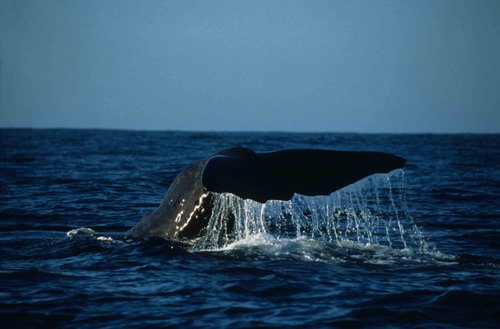 SPW RWBaird3 image spw_rwbaird3-jpg