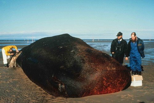 SPW TKUIKEN image spw_tkuiken-jpg