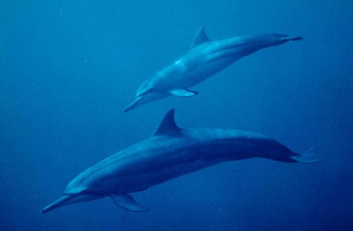 LSSD A GANNIER1 image lssd_a-gannier1-jpg