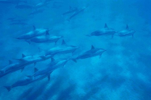 LSSD BWURSIG1 image lssd_bwursig1-jpg