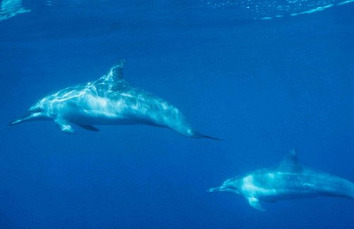 LSSD THenningsen5 image lssd_thenningsen5-jpg