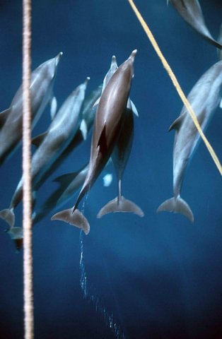 LSSD TLEYSSEN2 image lssd_tleyssen2-jpg