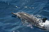 Spinner Dolphin