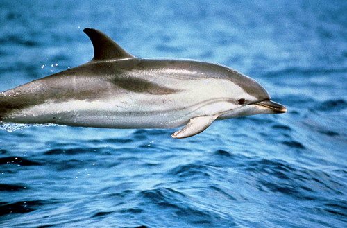 SD JMBOMPAR5 image sd_jmbompar5-jpg