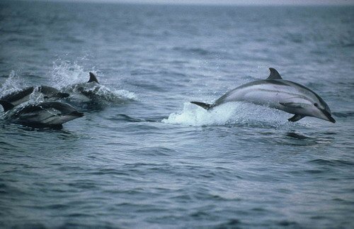 SD JMBompar3 image sd_jmbompar3-jpg