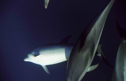 SD MREICHELT12 image sd_mreichelt12-jpg