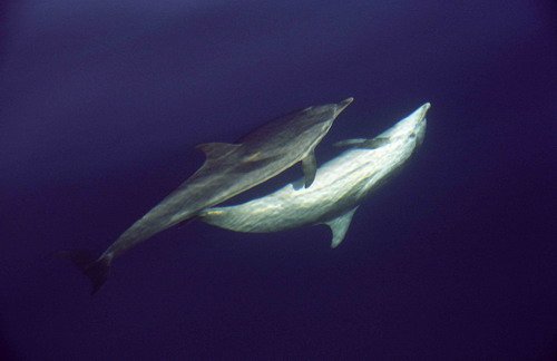 SD MREICHELT14 image sd_mreichelt14-jpg