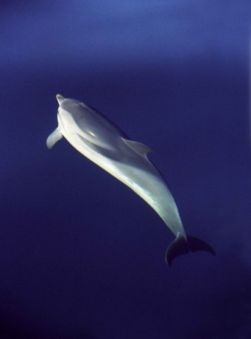 SD MREICHELT3 image sd_mreichelt3-jpg