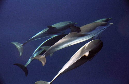 SD MREICHELT5 image sd_mreichelt5-jpg