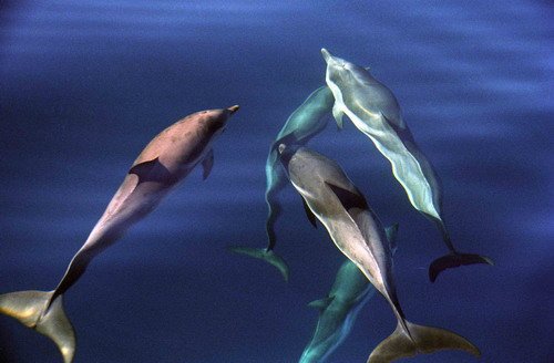 SD MREICHELT6 image sd_mreichelt6-jpg