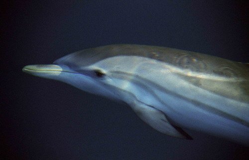 SD MREICHELT7 image sd_mreichelt7-jpg