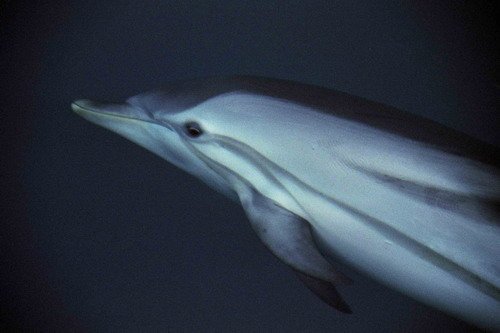 SD MREICHELT8 image sd_mreichelt8-jpg