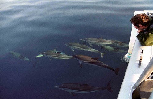 SD MREICHELT9 image sd_mreichelt9-jpg