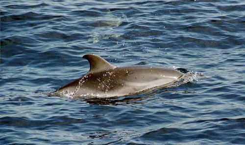 SD MReichelt16 image sd_mreichelt16-jpg