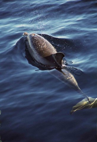 SD MReichelt17 image sd_mreichelt17-jpg