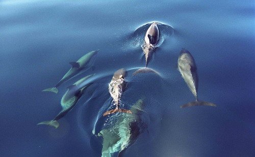 SD MReichelt19 image sd_mreichelt19-jpg