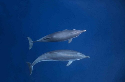 SD RWBAIRD1 image sd_rwbaird1-jpg