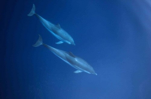 SD RWBAIRD2 image sd_rwbaird2-jpg