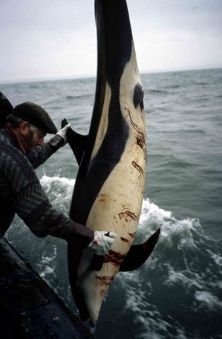 image fishbyc_awsd_pwatkinson-jpg