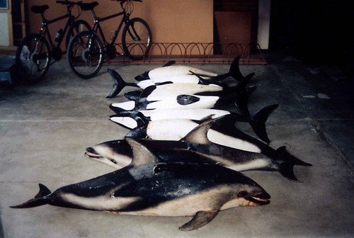 image fishbyc_ddcmd_eacrespo1a-jpg