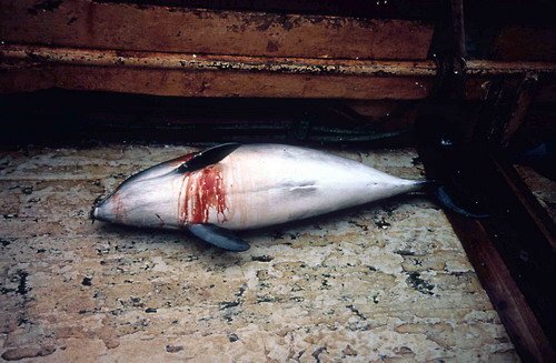 image fishbyc_hp_ntregenza-jpg