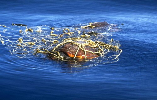 image fishbyc_leatht_fritter-jpg