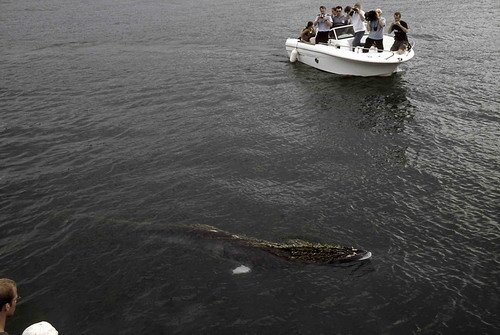 image fishbyc_mw_fugarte3a-jpg