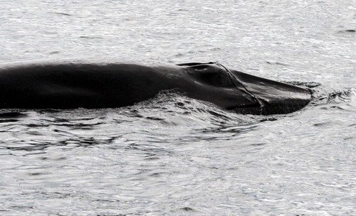 image fishbyc_mw_pghevans0417-jpg