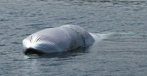 image fishbyc_mw_rdyer2-jpg