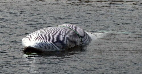 image fishbyc_mw_rdyer2a-jpg