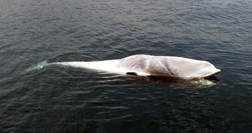 image fishbyc_mw_rdyer6a-jpg