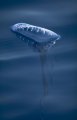image jellyfish_fritter1-jpg