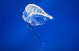 image jellyfish_fritter2-jpg