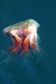 image jellyfish_pghevans1-jpg