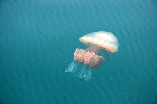 image rhizostoma_pghevans4-jpg