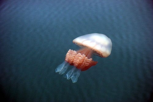 image rhizostoma_pghevans5a-jpg