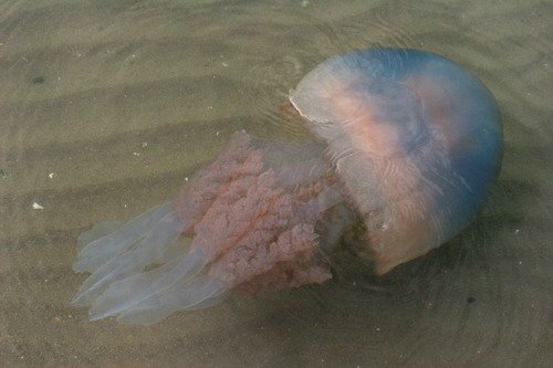 image rhizostoma_gpesante4-jpg