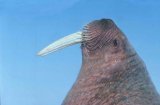 Walrus
