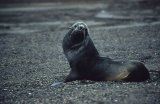 Antarctic Fur Seal