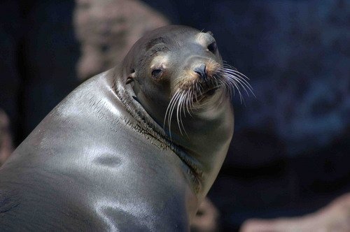 image califs_lhandley2683-jpg